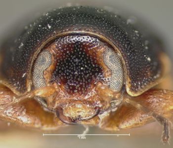 Media type: image; Entomology 9286   Aspect: head frontal view